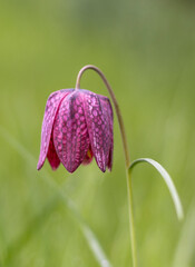 Rote Schachbrettblume (Fritillaria meleagris)