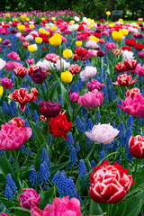A close up of colorful flowers in Keukenhof garden in Netherlands.