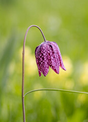 Rote Schachbrettblume (Fritillaria meleagris)