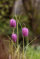 Rote Schachblume (Fritillaria meleagris)