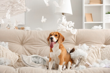 Naughty Beagle dog with torn pillows sitting on sofa in messy living room