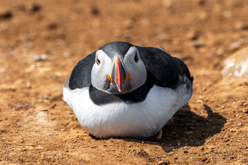 Portrait of a puffin looking at the camera