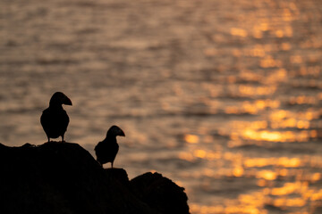 Puffins looking at sunset reflections