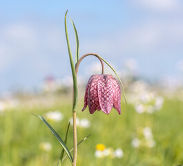 Rote Schachblume (Fritillaria meleagris)