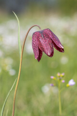 Rote Schachbrettblume (Fritillaria meleagris)