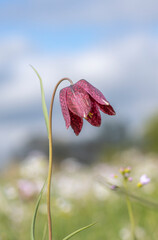 Rote Schachbrettblume (Fritillaria meleagris)