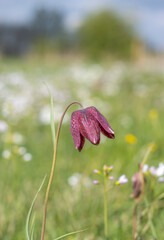 Rote Schachbrettblume (Fritillaria meleagris)