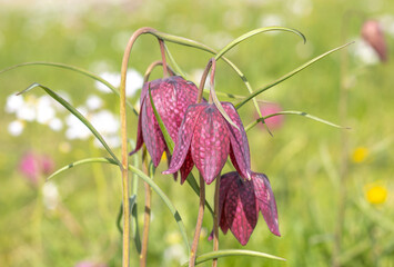 Rote Schachbrettblume (Fritillaria meleagris)