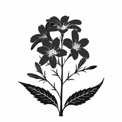 Black and white Lobelia Flower Image Vector Illustration On white background.