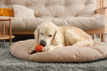 Cute Labrador dog chewing ball in pet bed at home