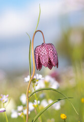 Rote Schachbrettblume (Fritillaria meleagris)