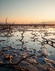 Fototapeta premium Barren Branches: A serene vista unveils gnarled branches against a reflecting pool, under a tranquil sky. Witness the captivating contrast of textures and colors. 
