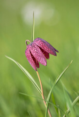 Rote Schachbrettblume (Fritillaria meleagris)