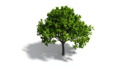 Vibrant Green Tree with Spreading Branches Casting Shadow Isolated on White