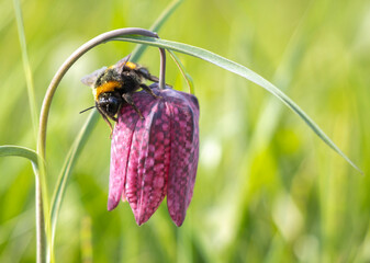 Hummel auf Schachbrettblume