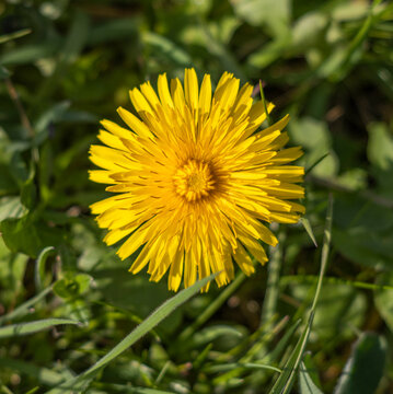 L&ouml;wenzahn Bl&uuml;te