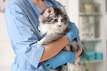 Female veterinarian holding cute cat after sterilization in vet clinic