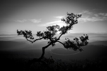 Obraz premium Silhouette of a tree against a mountain landscape