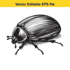 Monochrome Depiction of a Scarab Beetle with Intricate Line Work Showing the Anatomy and Structure of the Insect