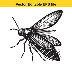 Detailed Engraving of a Hoverfly Insect Illustration of a Flying Insect in Black and White for Scientific or Decorative Use