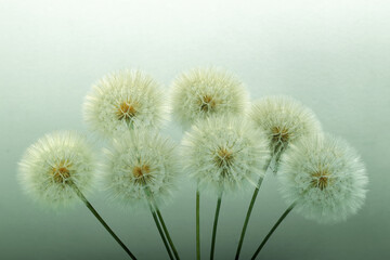 Obraz premium Close-up of fluffy dandelion seeds on soft green background. Gentle natural light and abstract botanical composition.