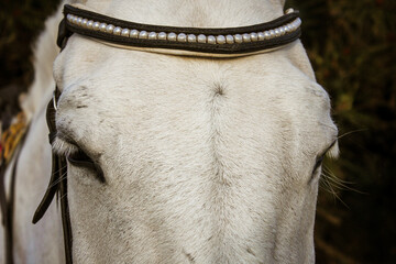 close up of horse head