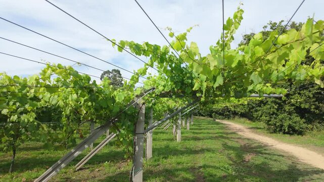 Rows of vibrant albari&ntilde;o grapevines thrive under the summer sun in a picturesque vineyard in el saln&eacute;s, cambados, spain, promising a bountiful harvest