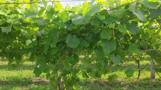 Rows of vibrant albari&ntilde;o grapevines thrive under the summer sun in a picturesque vineyard in el saln&eacute;s, cambados, spain, promising a bountiful harvest