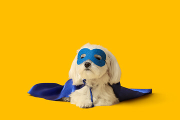 Cute little dog in superhero costume lying on yellow background