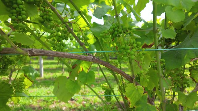Rows of vibrant albari&ntilde;o grapevines thrive under the summer sun in a picturesque vineyard in el saln&eacute;s, cambados, spain, promising a bountiful harvest