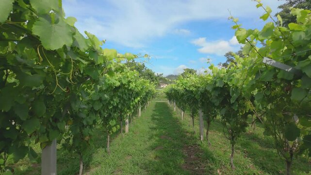 Rows of vibrant albari&ntilde;o grapevines thrive under the summer sun in a picturesque vineyard in el saln&eacute;s, cambados, spain, promising a bountiful harvest