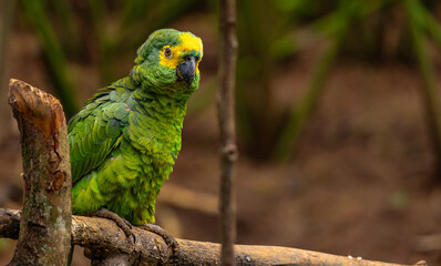 Green Amazon parrot perched on a tree branch in its natural habitat, displaying vibrant plumage and a curious gaze in a tropical forest setting.