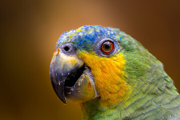 Vibrant close-up of a colorful parrot showcasing its vivid green, yellow, and blue plumage with a...