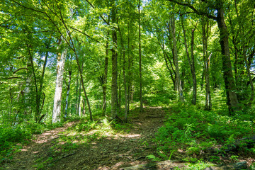 Forest bathing, or shinrinyoku, in mountain forests in summer. Forest bathing is a Japanese practice of spending time in nature to promote physical and mental well-being.