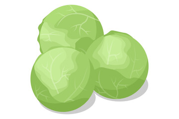 Isometric White cabbage isolated on white background. White cabbage is a popular vegetable known for its dense, crunchy leaves. Rich in vitamin C and fibre.