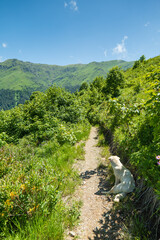 Hiking with a dog in summer. Hiking trail in Lagodekhi National Park in Georgia.