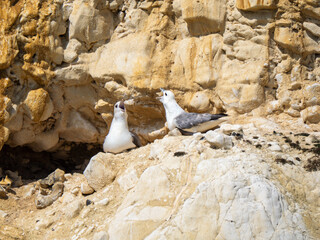 Two Fulmars Pair Bonding on a Cliff