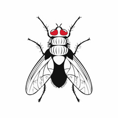 Blow Fly Species Lucilia Caesar Image vector isolated on white background.