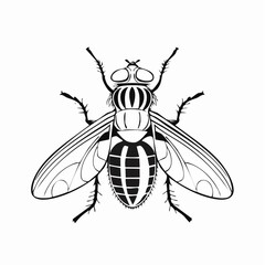 Blow Fly Species Lucilia Caesar Image vector isolated on white background.