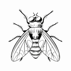 Blow Fly Species Lucilia Caesar Image vector isolated on white background.