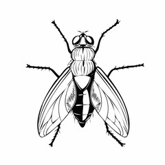 Blow Fly Species Lucilia Caesar Image vector isolated on white background.