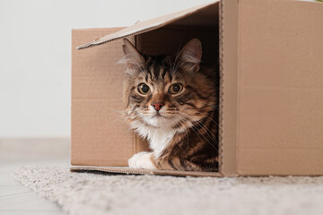 Cute cat sitting in overturned cardboard box at home