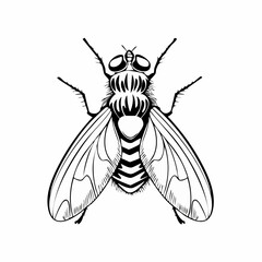 Blow Fly Species Lucilia Caesar Image vector isolated on white background.