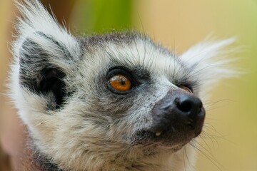 Close up view of a ring tailed lemur, curiously observing its surroundings in the lush forests of...