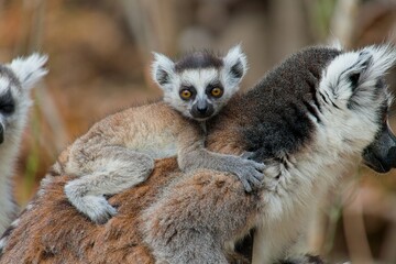 Baby ring tailed lemur clinging to its mother's back looking at camera, enjoying a safe and comfortable ride in the wild landscapes of madagascar