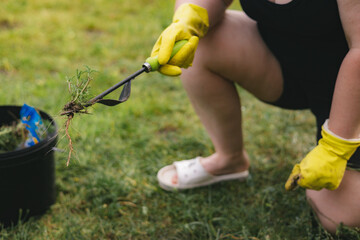 A person wearing yellow gloves is weeding their garden on a sunny day. A person wearing yellow gloves pulls weeds from a grassy area with a garden hoe, tending to the lawn.