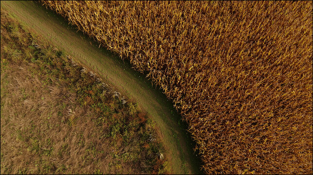 Aerial view of winding dirt path between golden brown cornfield and dry grassland under natural daylight in late summer countryside.