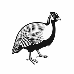 Guinea fowl bird vector. Guinea fowl drawing Stock Vector Images