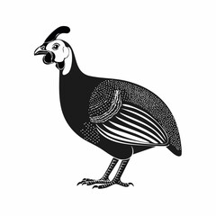 Guinea fowl bird vector. Guinea fowl drawing Stock Vector Images