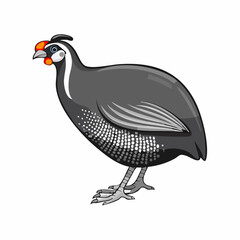 Guinea fowl bird vector. Guinea fowl drawing Stock Vector Images